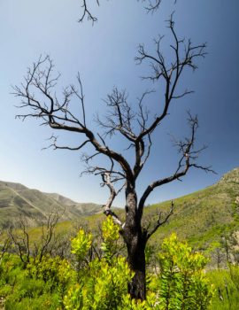 Dry trees after a forest fire in the Las Hurdes region in Extremadura, Spain